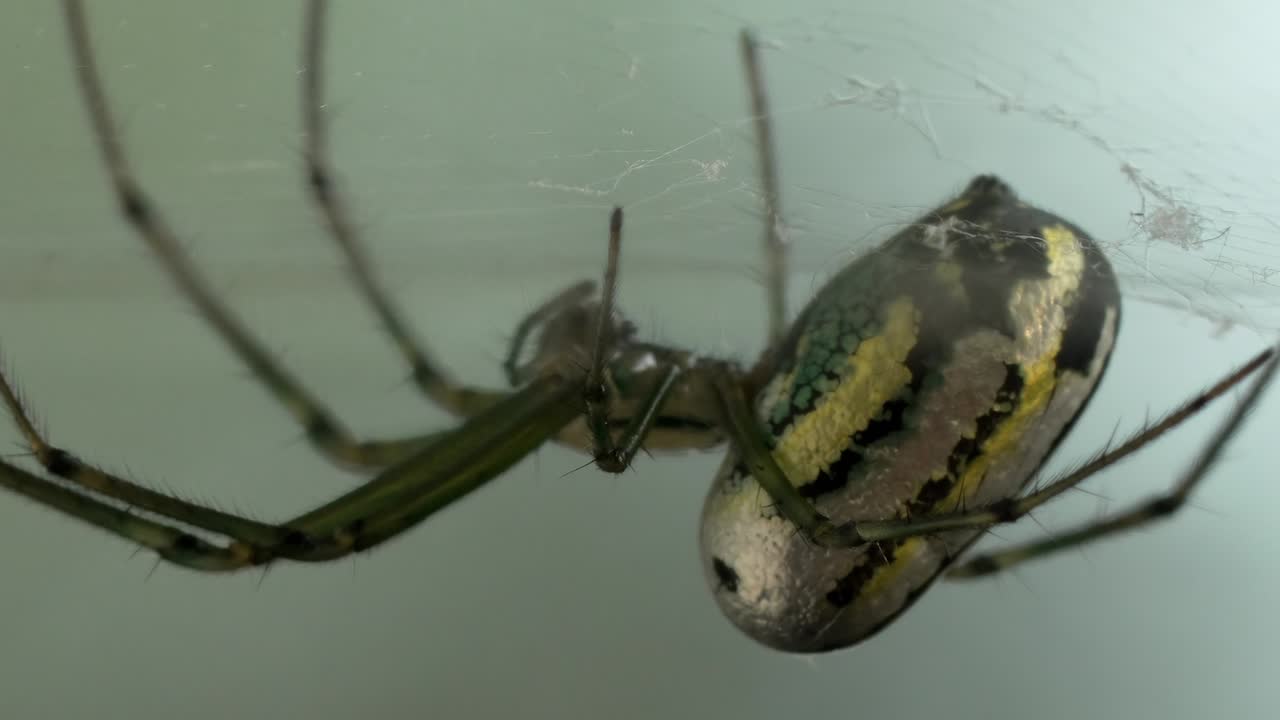 Orchard Spider with a Shiny, Metallic Abdomen Hanging in its Web
