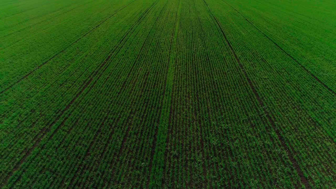 video aéreo de un campo agrícola con trigo