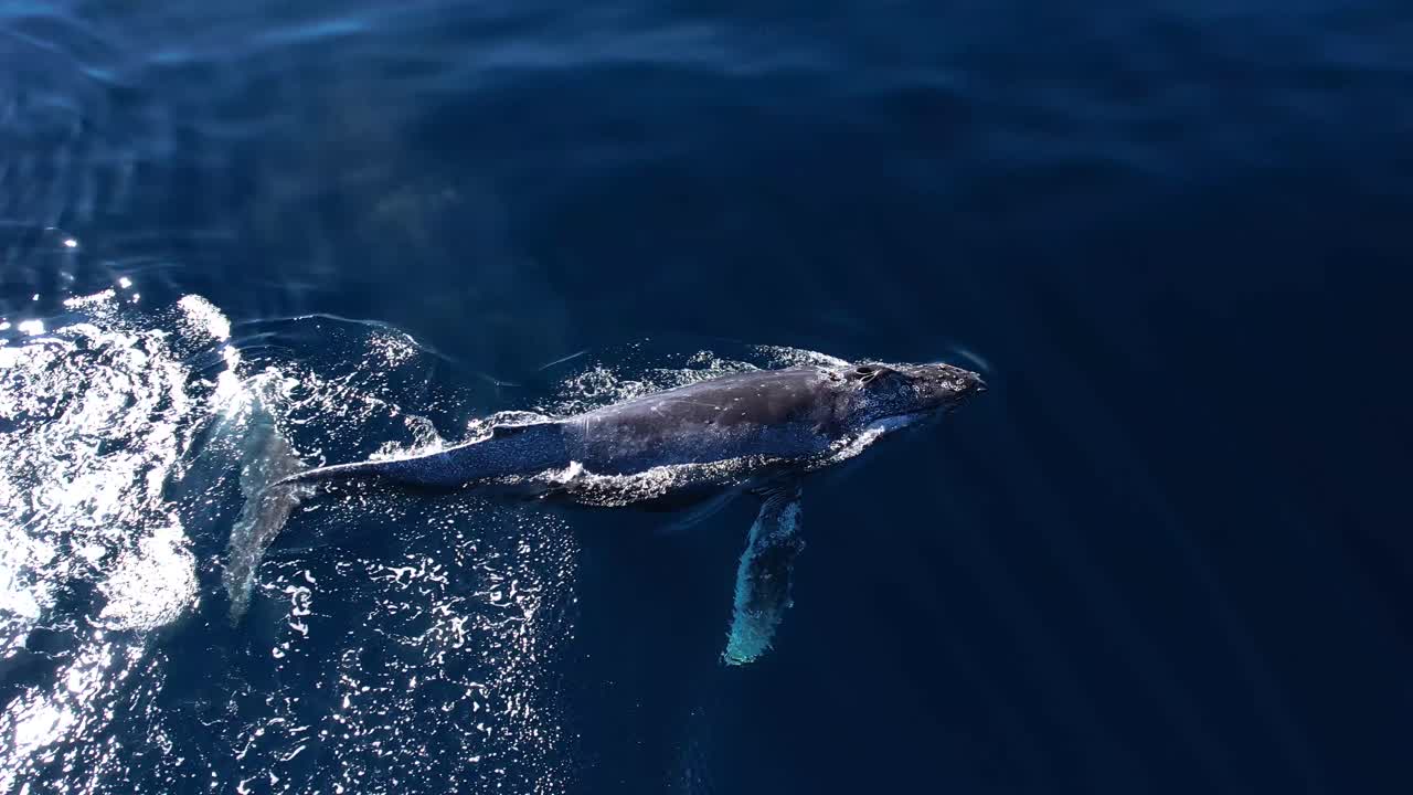 험브백 고래의 가은 캘리포니아 남쪽의 평온한 물에서 고 어지며 또 다른 침범을 위해 깊은 다이빙을 하기 전에