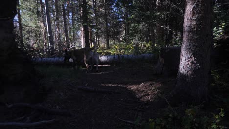 fpv pov siguiendo perros en un sendero forestal sombreado oscuro en cámara lenta