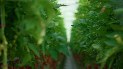 la cosecha de tomates maduros que crecen en invernadero. las verduras que se cultivan en plantación.