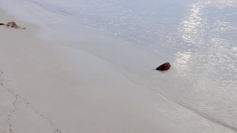 partial durian shell on the beach, being pushed by waves, near georgetown, on the island of penang, malaysia