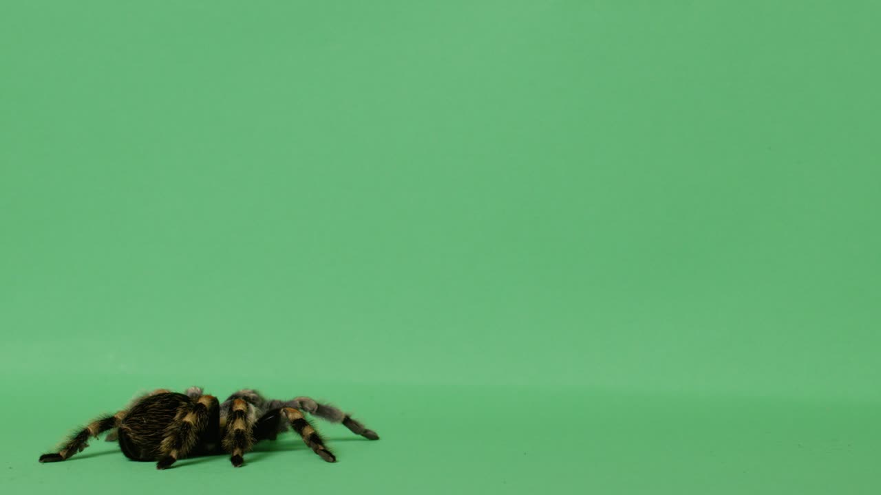 araña tarántula en la pantalla verde