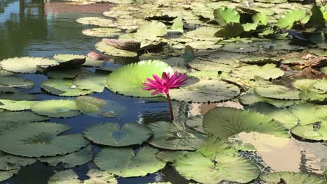 Schöne-Aufnahmen-Von-Einem-Großen-Rosa-Lotus-In-Einem-Teich