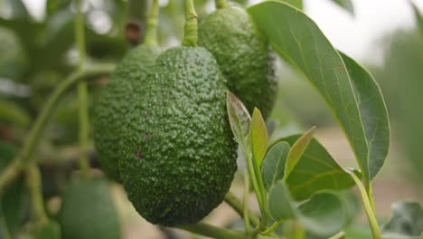 avocado trees and fruit at uruapan