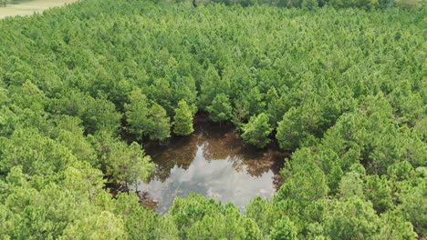 Beautiful-pine-plantation-with-a-pond-reflecting-the-sky,-creating-a-serene-and-picturesque-scene-blending-nature's-tranquility-with-vibrant-reflections