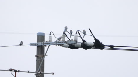 azuurblauwe ekstervogels die neerstrijken op de elektriciteitsrally en wegvliegen in tokyo, japan - close-up