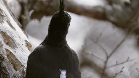 Vista-De-Cerca-De-Un-Pájaro-Carpintero-Magallánico-Con-Detalles-De-Plumas-En-La-Cabeza