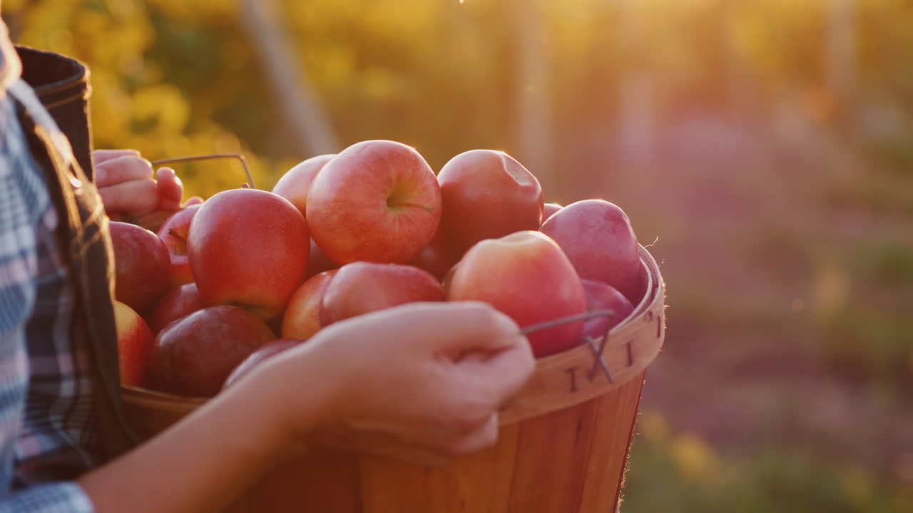 농부는 잘 익은 빨간 사과 작은 정원과 유기농 제품 컨셉으로 바구니를 들고 있습니다.