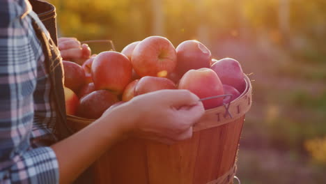 a farmer holds a basket with ripe red apples small garden and organic products concept