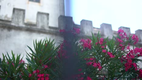 Side-Tracking-Shot-Of-Pink-Flowers-Outside-A-Castle-Wall