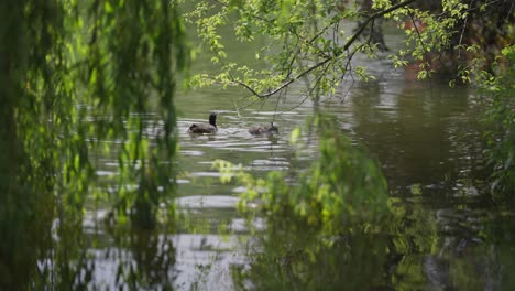 Una-Pareja-De-Patos-Está-Nadando-En-El-Estanque,-Comiendo-Lenteja-De-Agua,-Buceando-Bajo-La-Superficie-Del-Agua