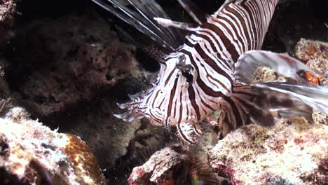 red lionfish hunting: with a sudden movement, the predator sucks in the water and devours a small creature