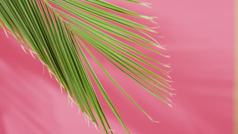 green palm leaf and shadow on pink background with copy space