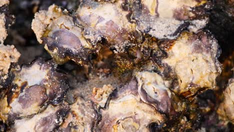 crab interacting with oysters on a beach