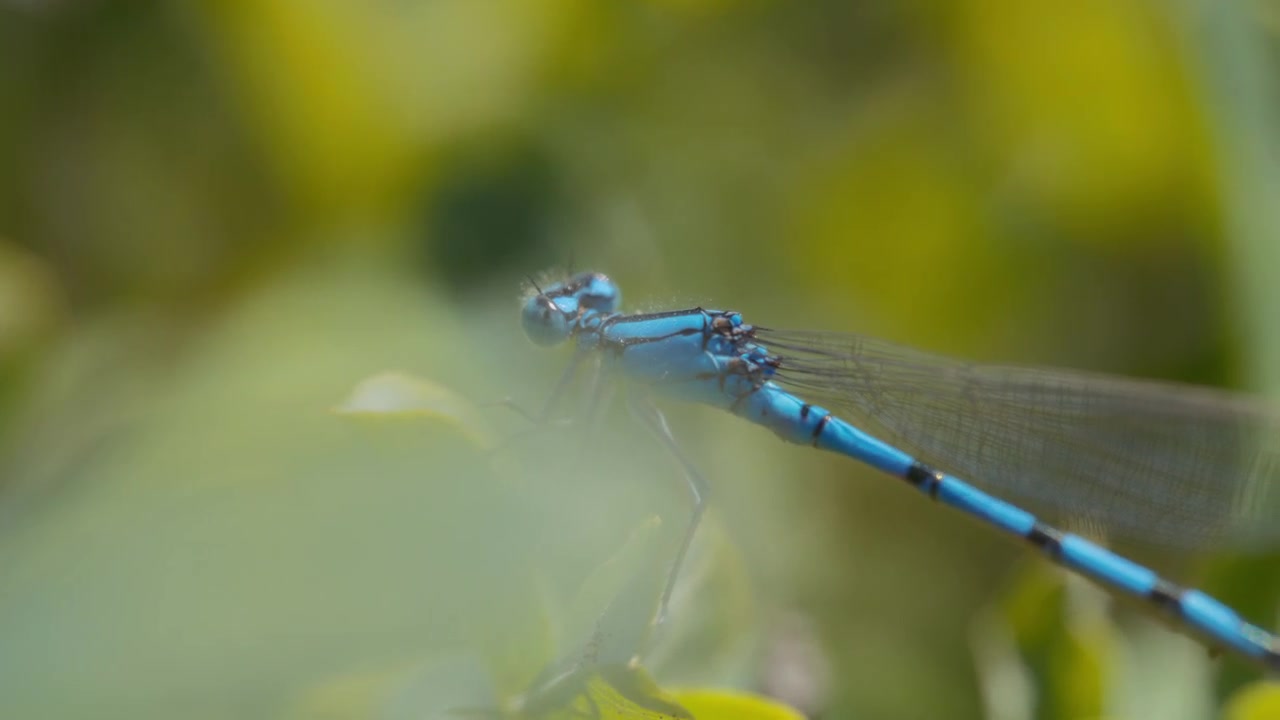 Macro primo piano di una libellula blu.