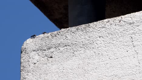 black garden ants go up and down a chimney's wall