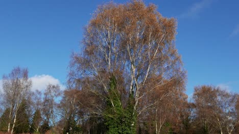 Large-Silver-Birch-tree-in-winter-against-a-blue-sky