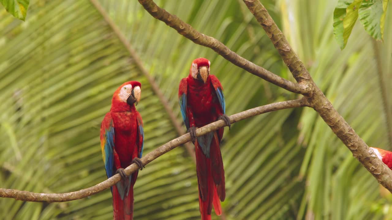 Scarlet Macaw pair sitting together on the branch in lovely golden light in the Rain forest of tambopata Peru
