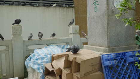 Abtrünnige-Tauben-Sitzen-Auf-Der-Lagerhalle-Eines-Gebäudes-Auf-Der-Terrasse-In-Hongkong