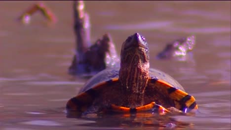 Eine-Sumpfschildkröte-öffnet-Ihr-Maul