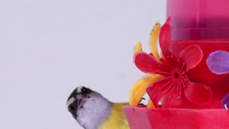 Closeup-of-a-drinking-fountain,-where-a-bananaquit-arrives,-drinks-water,-flies-out-e-let-it-rocking