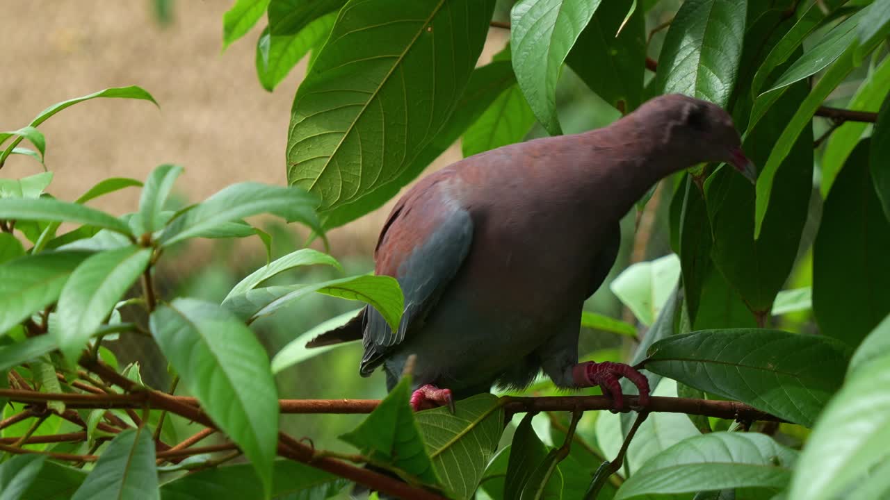 una paloma de pico rojo de ojos, patagioenas flavirostris, posada en una rama frondosa, vagando por los alrededores, tomada de cerca