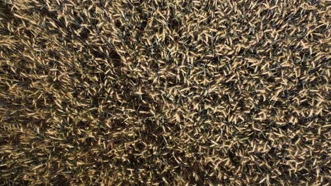 aerial above plant farm field of wheat grain during harvesting season