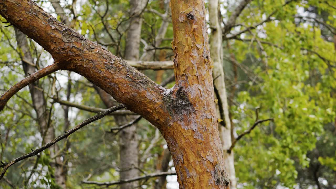 Wind blowing and shaking the tree branches