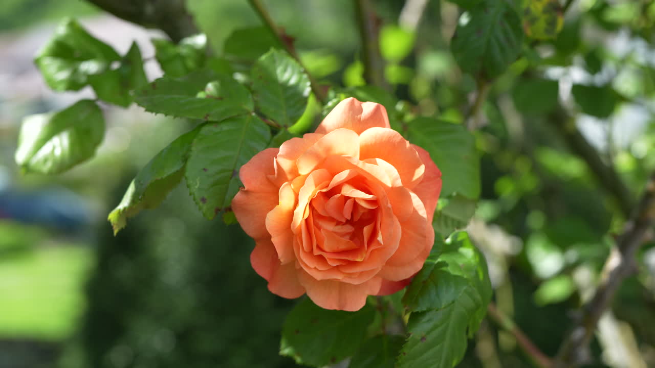A close-up captures a single, vibrant orange or peach-colored rose basking in the sunshine near Walensee, Switzerland. The flower, surrounded by green leaves, appears to be gently moving