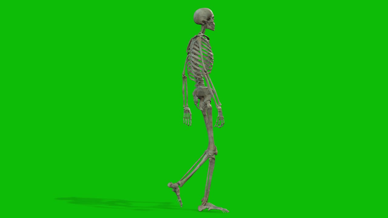 초록색 화면에서 는 골격 3d 캐릭터 3d 애니메이션, 측면 뷰 애니메이션 루프