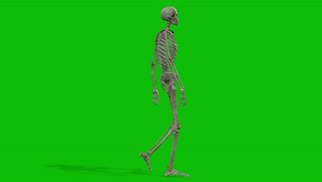 a skeleton 3d character walking on green screen seamless loop 3d animation, side view animated loop