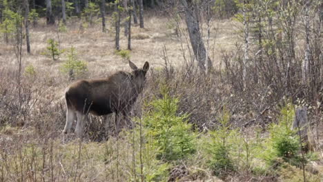 lonely moose eating on a bush in the northern part of sweden