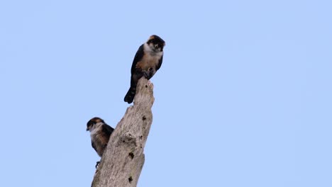 El-Falconet-De-Muslo-Negro-Es-Una-De-Las-Aves-Rapaces-Más-Pequeñas-Que-Se-Encuentran-En-Los-Bosques-De-Algunos-Países-De-Asia