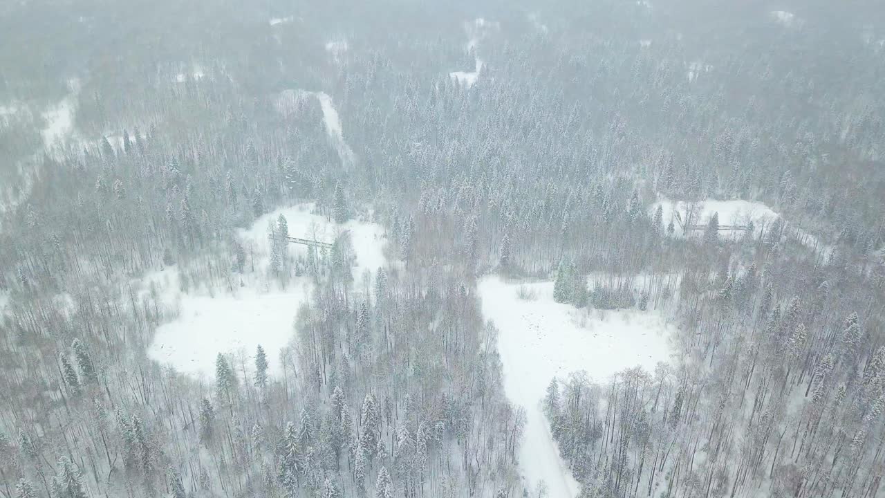 눈 인 숲 의 공중 사진