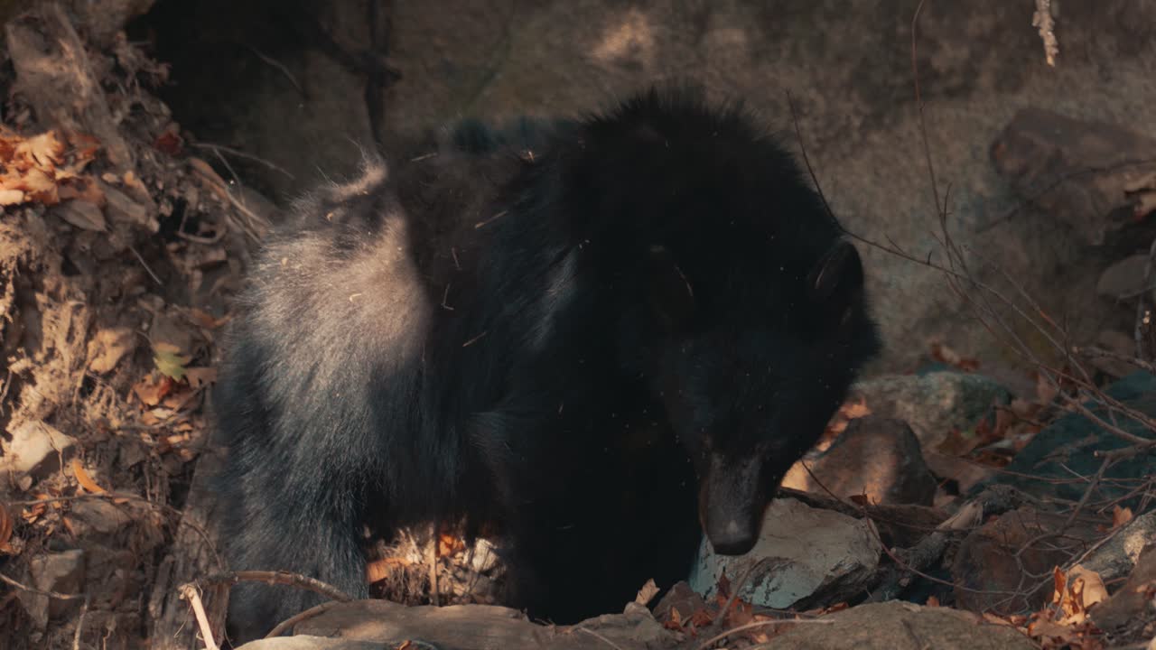 Orso nero che scava in cerca di cibo