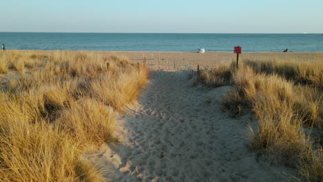 slow walk on a sandy and yellow dried grass beach towards the baltic sea in hel peninsular, poland , fpv shot