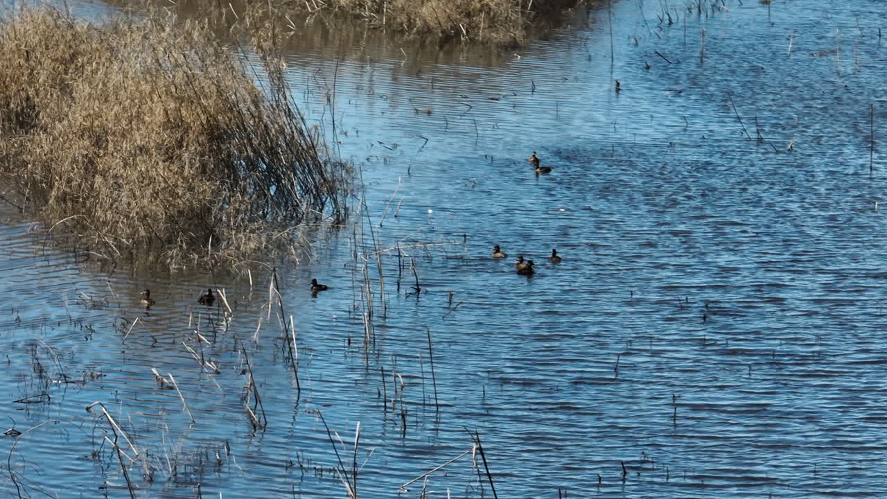Aerial View Of Ducks Swimming On The Freshwater Lake With Dry Grass In Bell Slough State Wildlife Management Area In Arkansas, USA