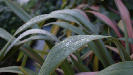 phormium de lino de nueva zelanda cubierto de escarcha y hielo con fondo de phormium, ms