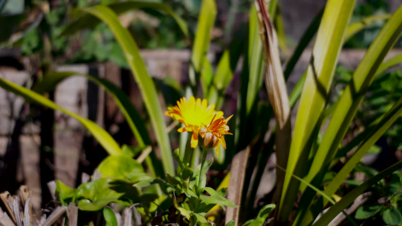 Fiore di tarassaco giallo in primo piano con sfondo di fogliame verde