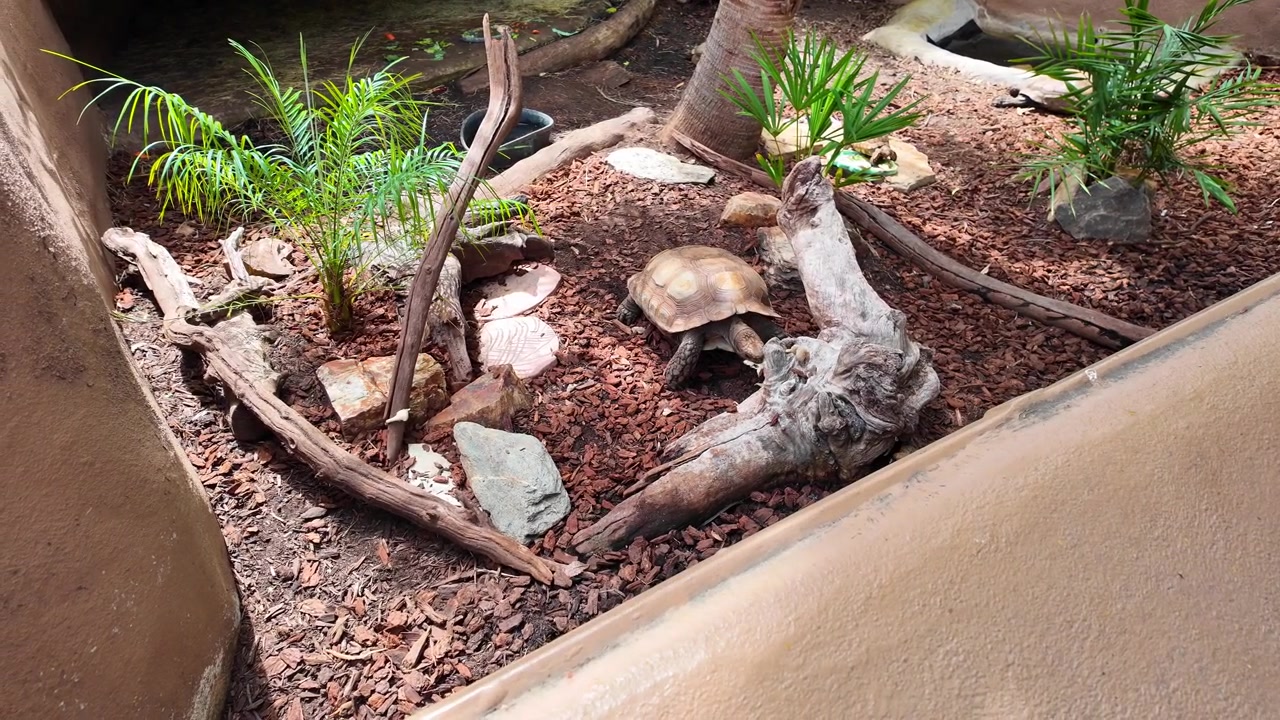 Tartaruga terrestre che esplora il suo habitat all'interno di un recinto in un parco zoologico a San Diego.