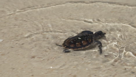 baby sea turtles are trying to reach to the sea after they hatch from their nests