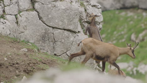 Close-up:-Chamois-Cubs-climbing-on-up-a-rock-high-up-in-the-mountains