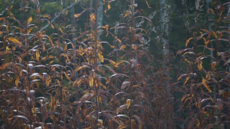 cinematic view of autumn foliage along a riverside