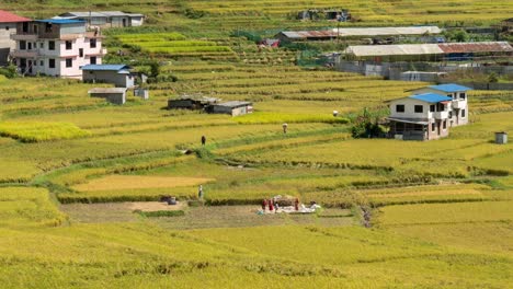 Personas-Cosechando-Arroz-En-Un-Campo-En-Nepal-Con-La-Ciudad-De-Katmandú-Al-Fondo