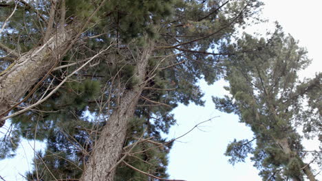 tall pine trees reach towards a clear sky with copy space, their branches sparse and needles green