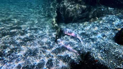 underwater footage of swimming trout