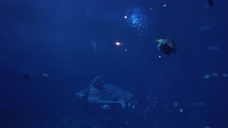 in an aquarium, a whale shark is swimming