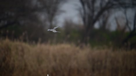 the river tern hunting in wetland