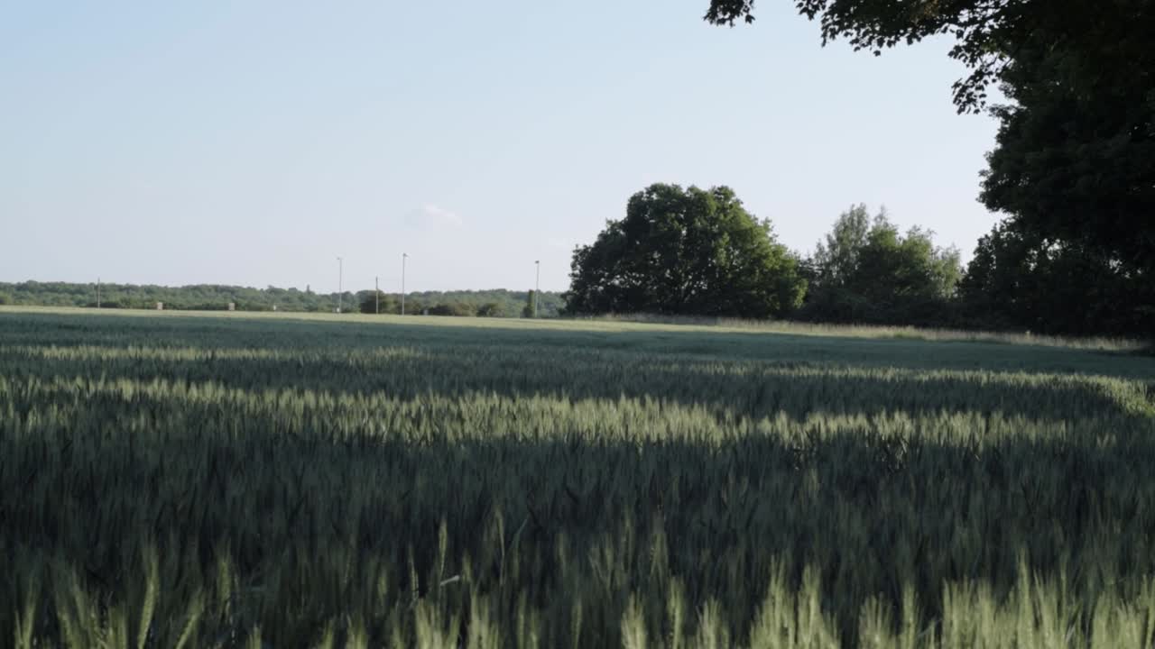 Young wheat crops on farmland landscape wide tilting shot